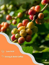 Vietnamese Coffee - Explore Your Taste- 3 in1 Instant Coffee, 20gr X 20 Bags (20 Packs)