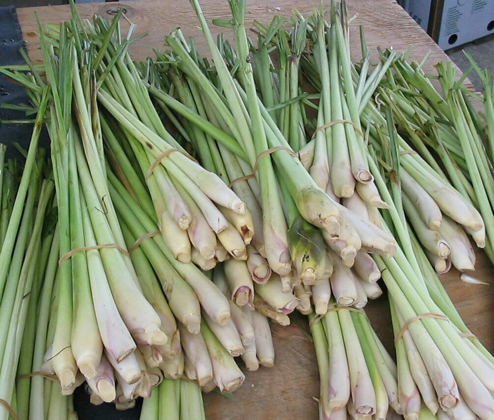 Fresh Thai Lemongrass 8–12 Stalks