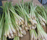 Fresh Thai Lemongrass 8–12 Stalks