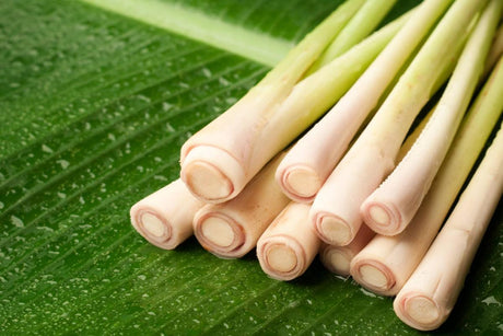 Fresh Thai Lemongrass 8–12 Stalks