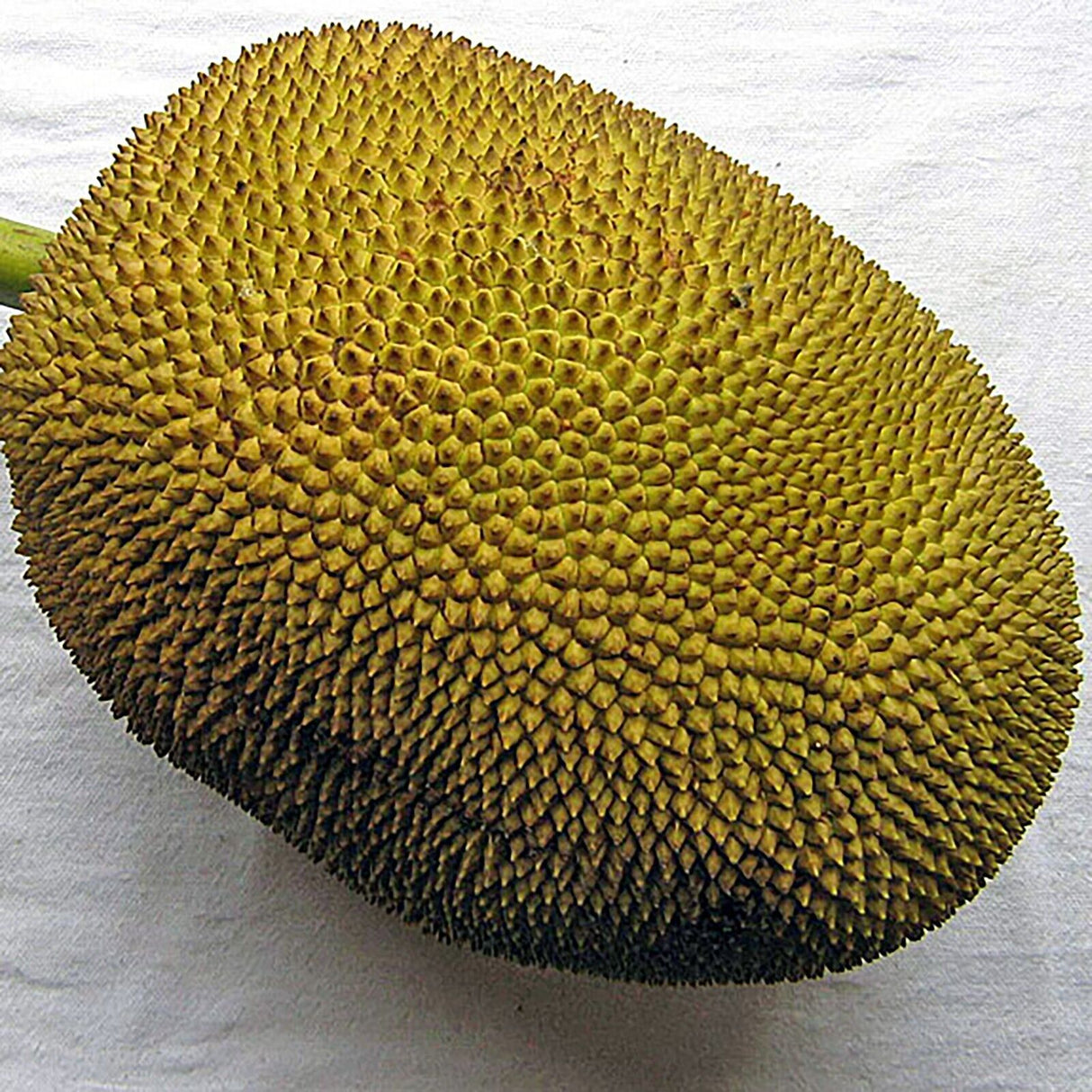 Fresh Whole Jackfruit 20-25 lb