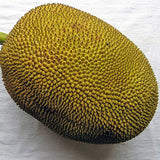 Fresh Whole Jackfruit 20-25 lb
